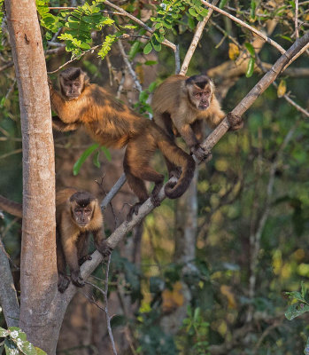 Hooded Capuchin