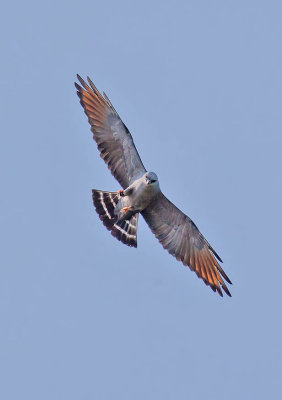 Plumbeous Kite