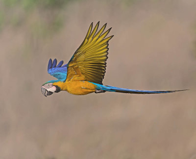 Blue and yellow Macaw