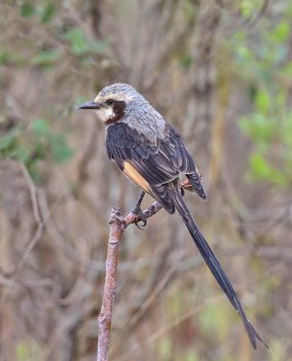 Streamer-tailed Tyrant
