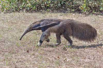 Giant Anteater