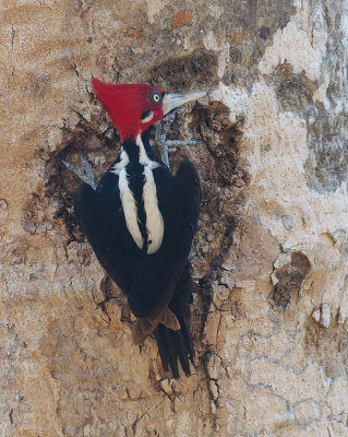 Crimson-crested Woodpecker (male)