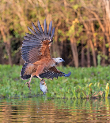 Black-collared Hawk