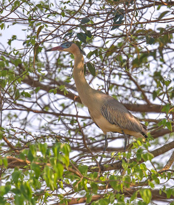 Whistling Heron