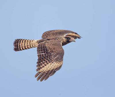Yellow-headed Caracara (juvenile)