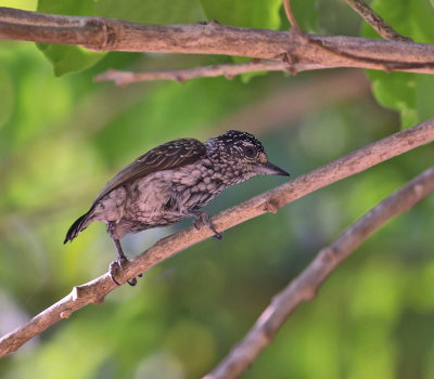 White-wedged Piculet (female)