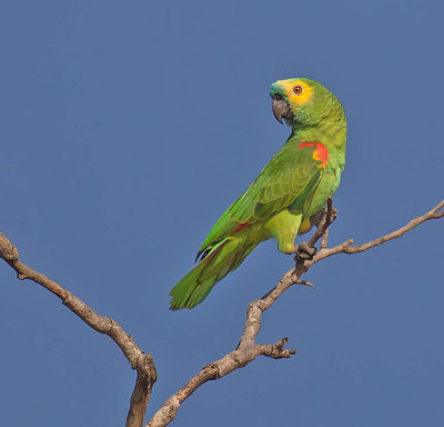 Turquoise-fronted Macaw