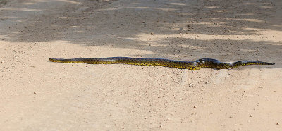 Yellow Anaconda