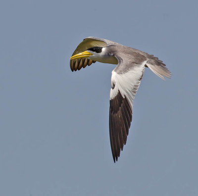 Large-billed Tern