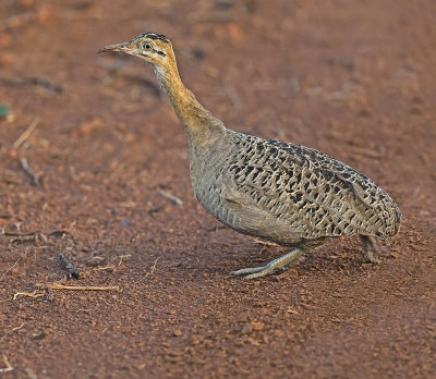 Red-winged Tinamou