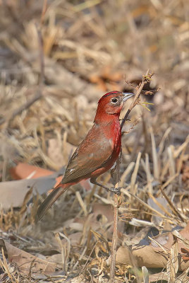 Red-pileated Finch