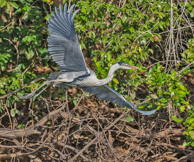 Cocoi Heron