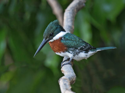 Green Kingfisher