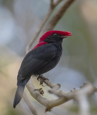 Helmeted Manakin