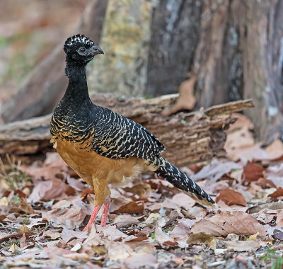 Bare-faced Curassow (female)