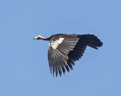 Red-throated Piping Guan