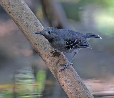 Planalto Slaty Antshrike
