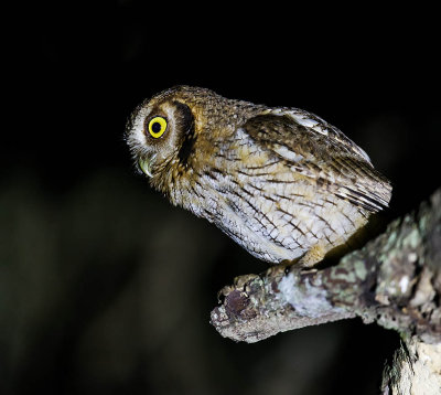 Tropical Screech Owl