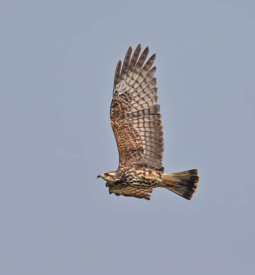 Snail Kite