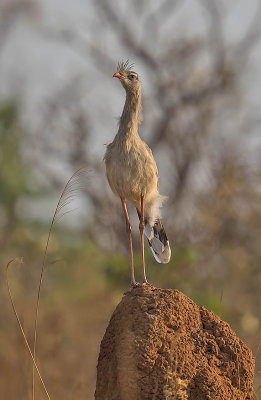 Red-legged Seriema