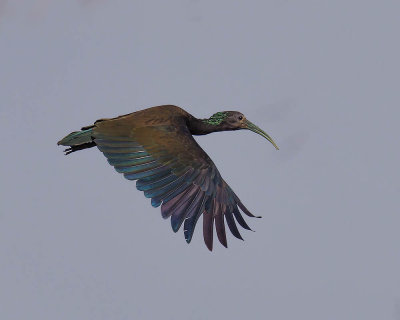 Green Ibis
