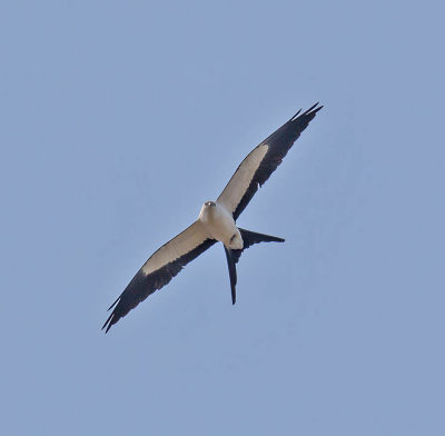 Swallow-tailed Kite