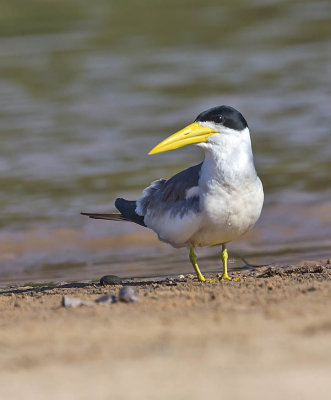 Large-billed Tern