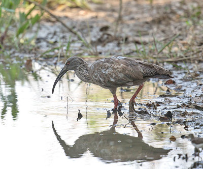 Plumbeous Ibis
