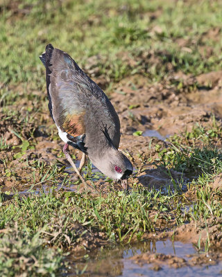 Southern Lapwing