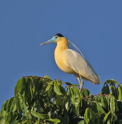 Capped Heron