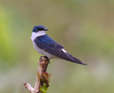 White-rumped Swallow