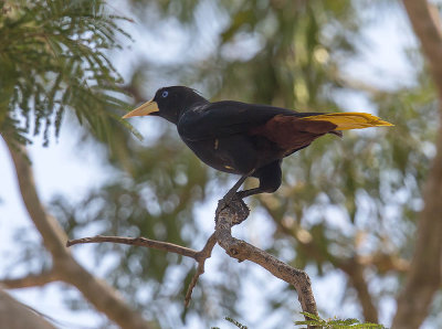 Crested Oropendola