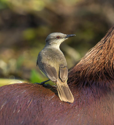 Cattle Tyrant (on a Capybara)