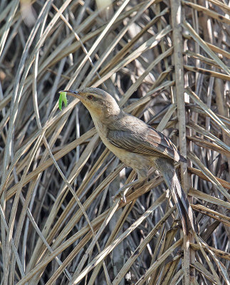 Unicoloured Blackbird (female)