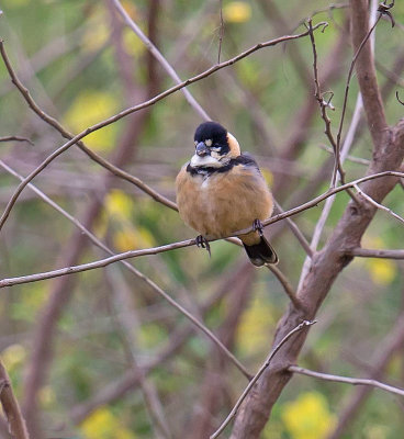 Rusty-collared Seedeater (male)