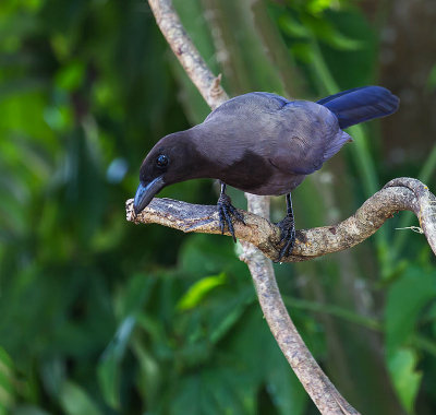 Purplish Jay