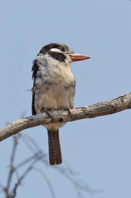 White-eared Puffbird