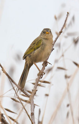 Lesser Grassfinch