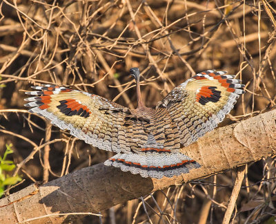 Sunbittern