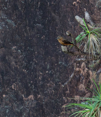 Cliff Flycatcher