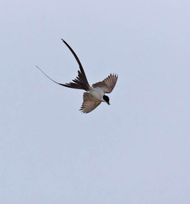 Fork-tailed Flycatcher