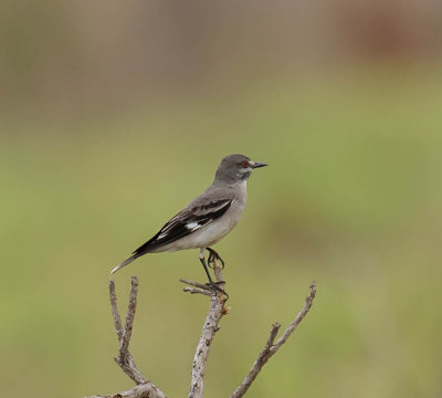 Gray Monjita