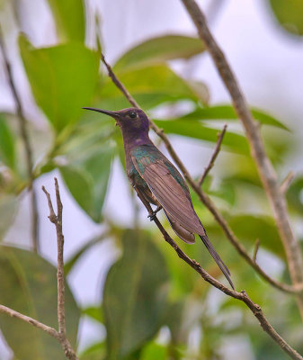 Swallow-tailed Hummingbird