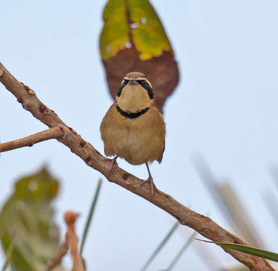 Collared Crescentchest