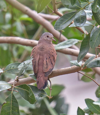 Ruddy Ground Dove