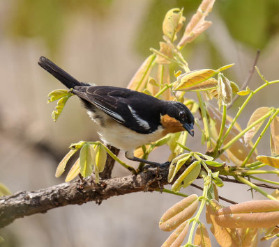 White-rumped Tanager