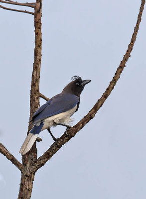 Curl-crested Jay