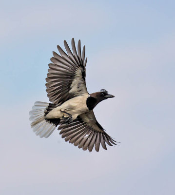 Curl-crested Jay