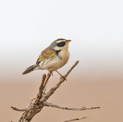 Black-masked Finch