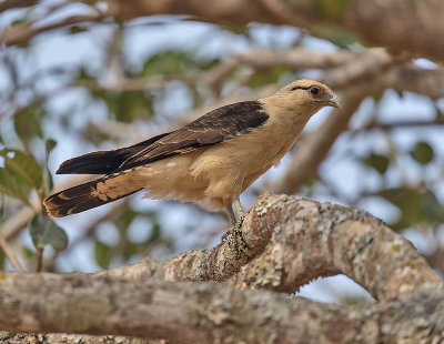 Yellow-headed Caracara